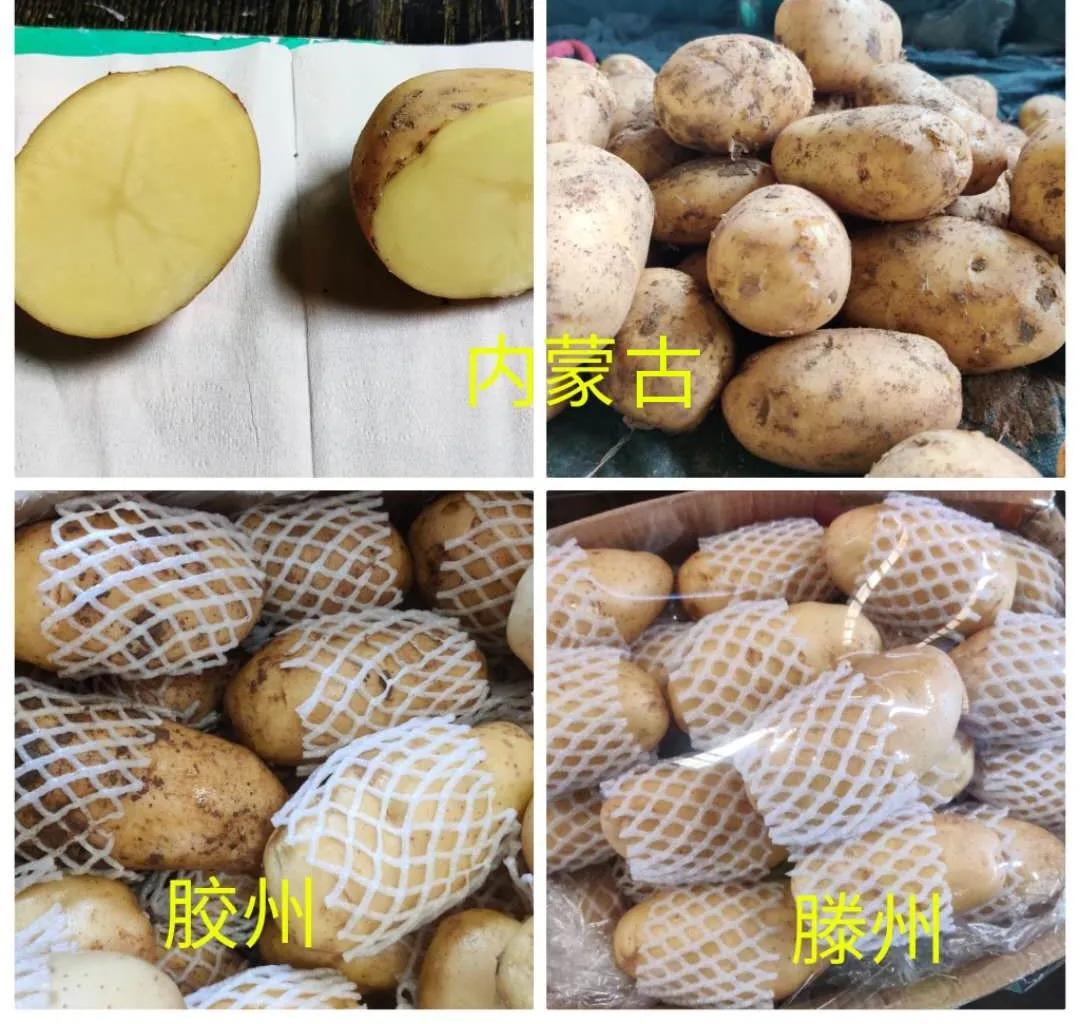 2017年滕州土豆喜讯：丰收价格节节高升