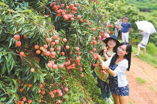 广西香蕉园飘香，丰收时节价格喜人