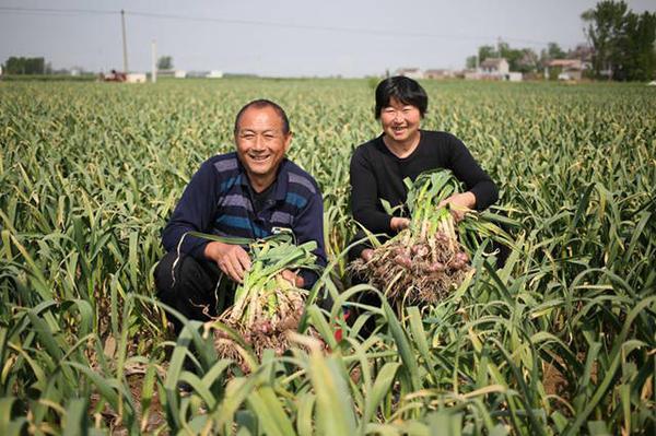 2017杞县大蒜喜讯连连，价格节节攀升！