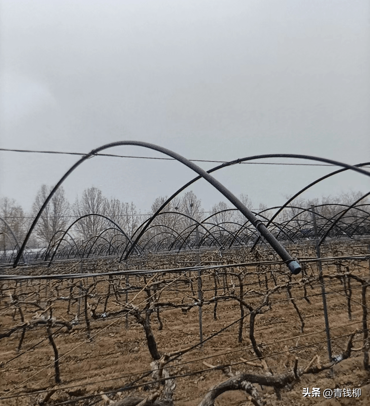 创新型葡萄避雨设施介绍