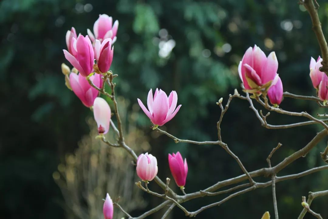 满园芬芳，章节更新