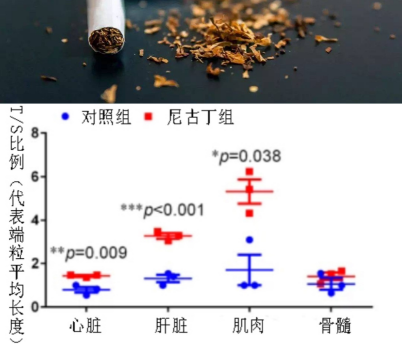 尼古丁研究进展揭秘