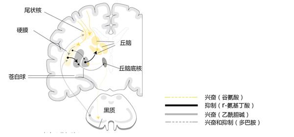 脑科学前沿：揭秘脑计划里程碑式的最新研究进展