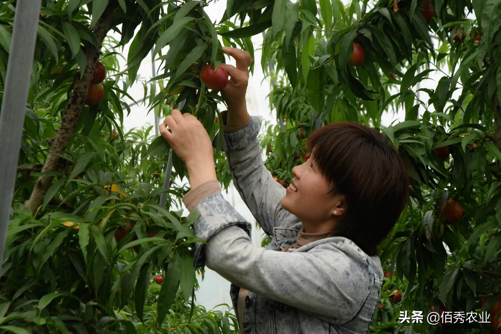 探索前沿：现代农业大棚里的新型果树种植新宠