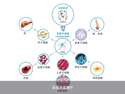 探索前沿：干细胞技术在糖尿病治疗领域的最新突破与进展